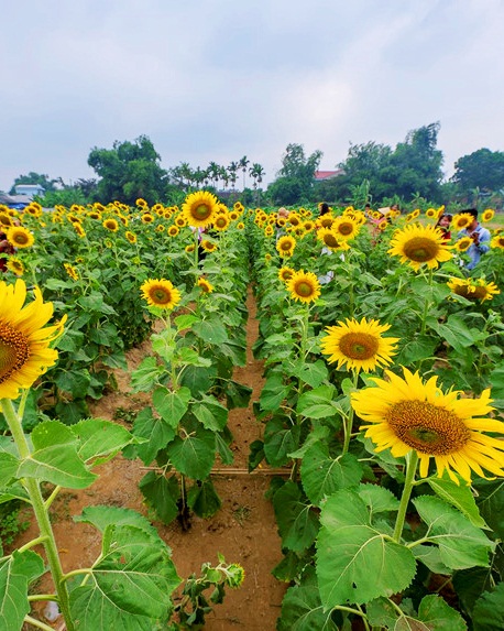 Giới trẻ náo nức check-in cánh đồng hoa hướng dương mới ở Huế