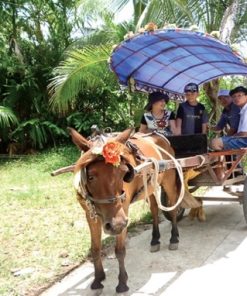 Xe ngựa dạo chơi miệt Tân Thạch, Bến Tre