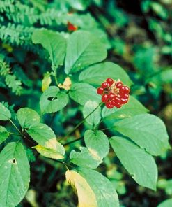 THỦ PHỦ “ QUỐC BẢO “ SÂM NGỌC LINH - TU MƠ RÔNG – VĂN HOÁ XƠ ĐĂNG – THÁC ĐA TẦNG